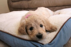 Goldendoodle Puppy in Bed