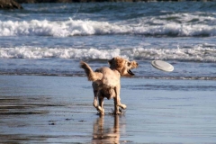 Goldendoodle About to Catch Frisbee