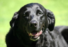 Black Lab Panting in Sunshine