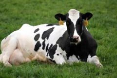 Cow Laying Down