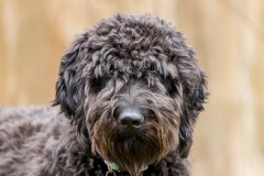 Black Goldendoodle Dog Standing