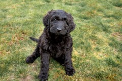 Black Goldendoodle Puppy