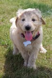 Goldendoodle Puppy