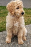Goldendoodle Puppy Sitting on Concrete