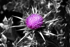 Purple Flower Art Color Splash