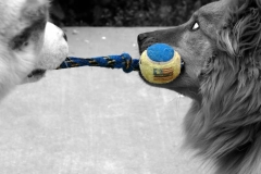 Dogs Tug of War Art Color  Splash