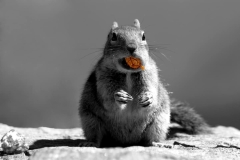 Squirrel Art Color Splash