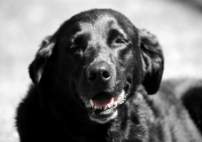 Black Lab Art Color Splash