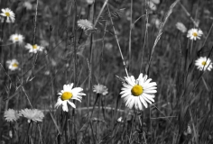 Daisy Flowers Color Splash