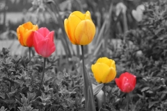 Tulip Art Color Splash