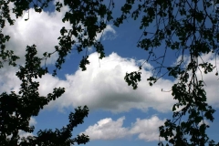 Clouds, Blue Sky, & Tree Branches