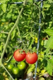 Cherry Tomatoes on Vine