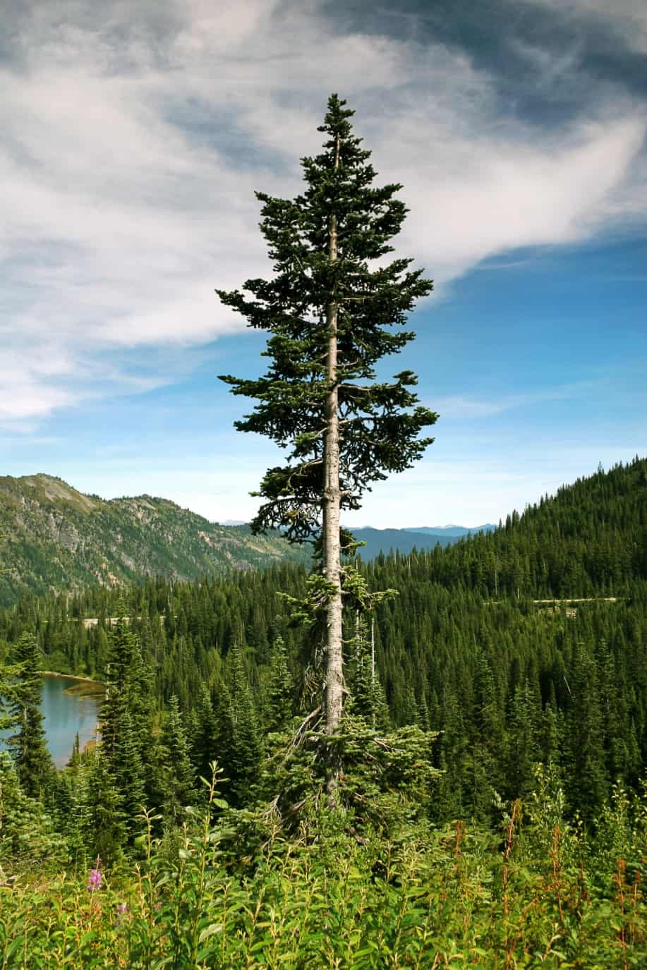 Evergreen Tree in Forest