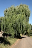 Willow Tree