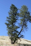 Tree and Blue Sky