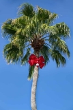 Christmas Palm Tree