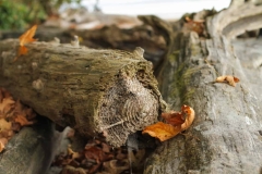 Close up logs on a beach
