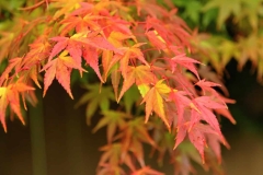 Fall Colors Leaves Closeup