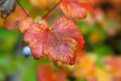 Fall Leaf Up Close With Raindrops