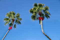 Holiday Decorated Palm Trees