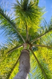 Palm Tree