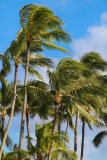 Palm Trees in Hawaii