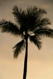 Silhouette-Palm-Tree-16