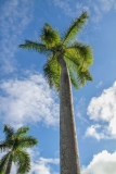 Single Palm Tree