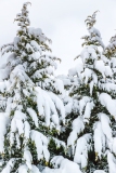 Snow Piled on Trees
