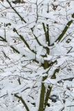 Snowy-White-Tree-13