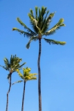 Three Palm Trees