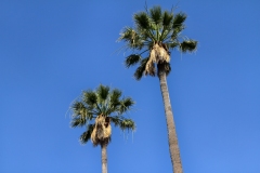 Two  Palm Trees