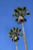 Two Palm Trees