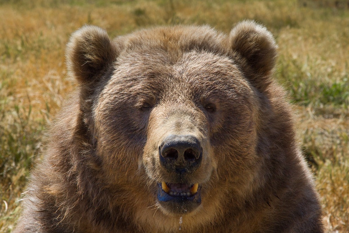 Grizzly Bear Up Close