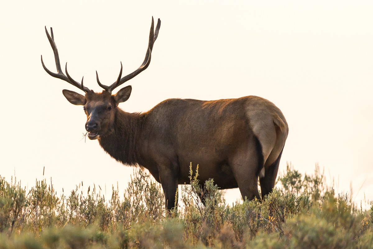 Single Elk in Yellowstone