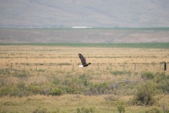 Bald Eagle Flying