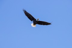 Bald Eagle Flying