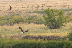 Bald Eagle Flying over Field