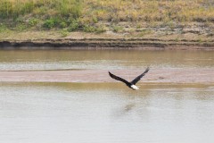 Bald Eagle Flying over Water
