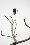 Bald Eagle Perched on Tree Branch
