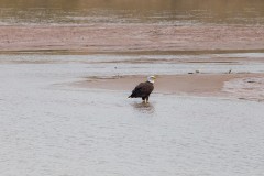 Bald Eagle Standing in Water