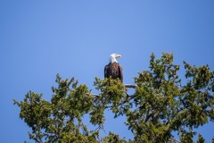 Bald Eagle in Tree