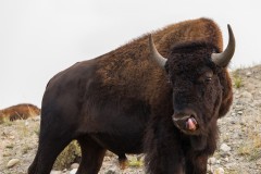Bison Licking Mouth