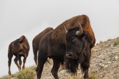 Bison Standing on Hill