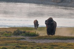 Bison and a Calf Standing by River