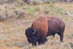 Bison in Field