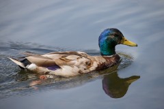 Duck Swimming