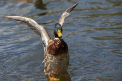 Duck Wings Up