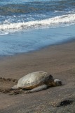 Giant Sea Turtle in Hawaii