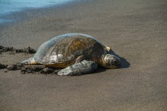 Giant Sea Turtle on Beach